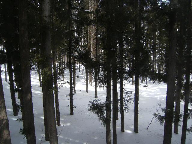 Wadano Forest Hotel & Apartments Hakuba Bagian luar foto